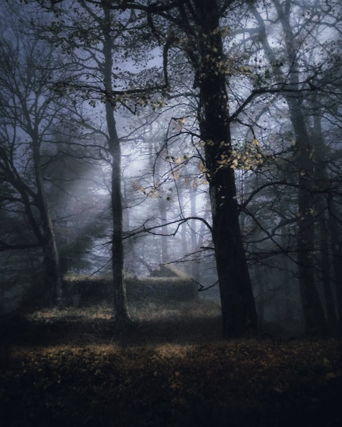 A mystical forest scene with sunlight filtering through trees, creating dramatic shadows and silhouettes.